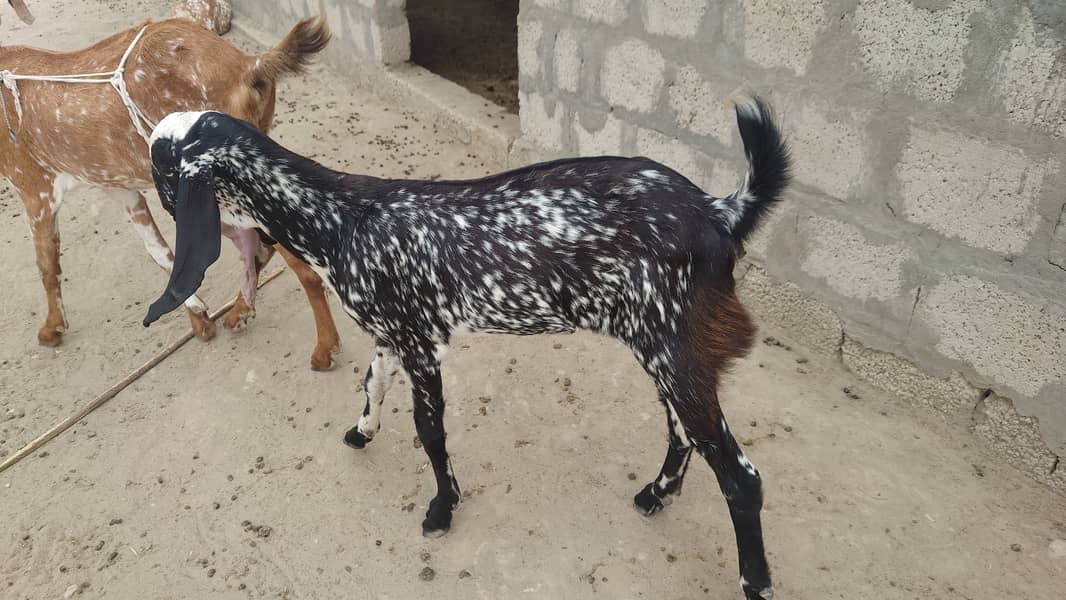 Bakra/Bakrian/makhi cheeni female Rajan Puri breader 7