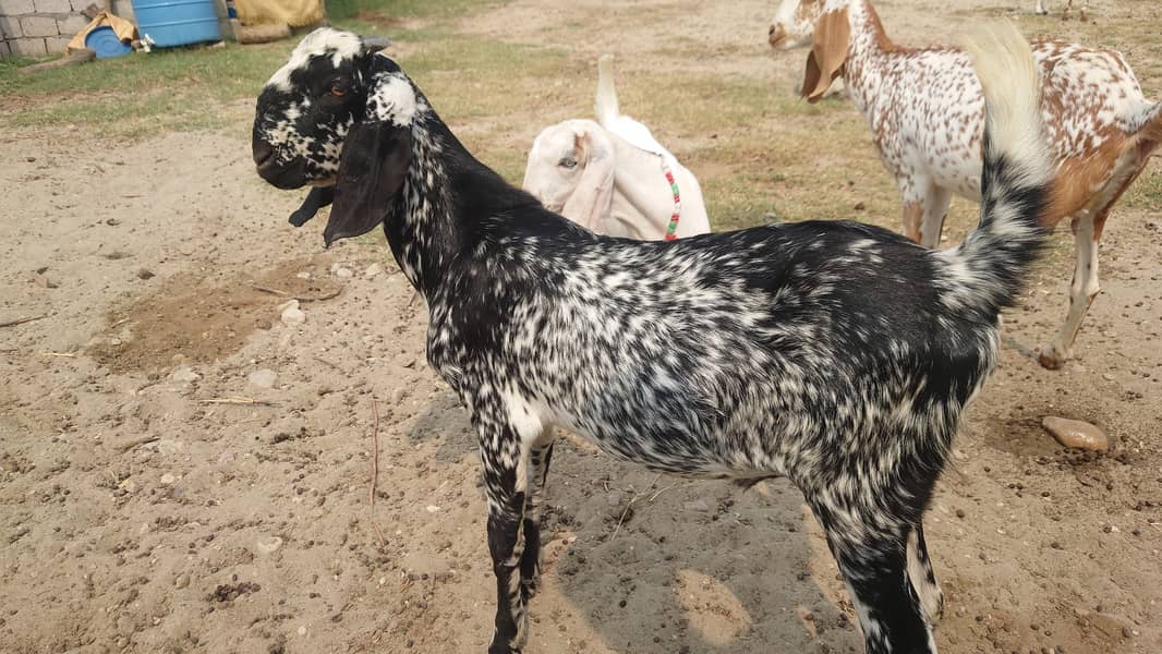 Bakra/Bakrian/makhi cheeni female Rajan Puri breader 8