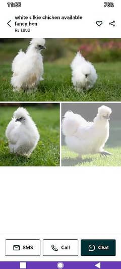 silkie