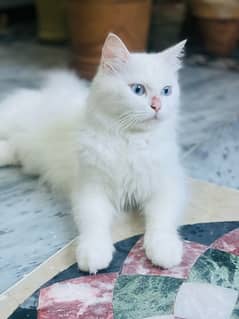 Persian Cat For sale 0