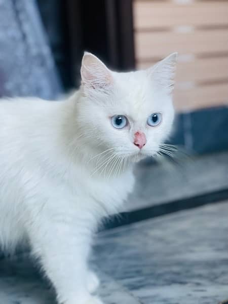 Persian Cat For sale 1