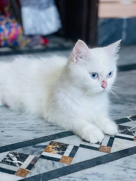 Persian Cat For sale 2