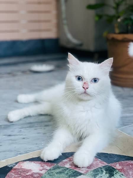 Persian Cat For sale 3