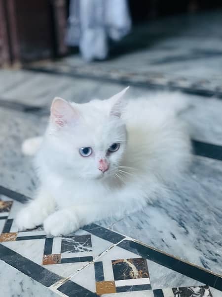 Persian Cat For sale 4