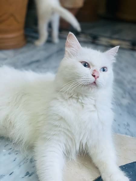 Persian Cat For sale 7