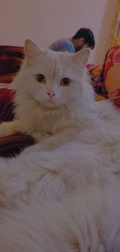 Persian Cat for sale