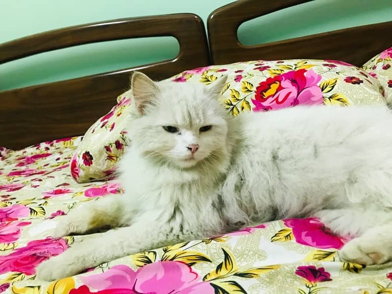 Persian Cat for sale 4