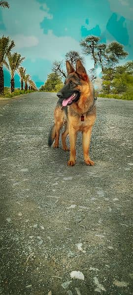 German shepherd stock coat female 0