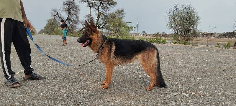 German shepherd stock coat female 1