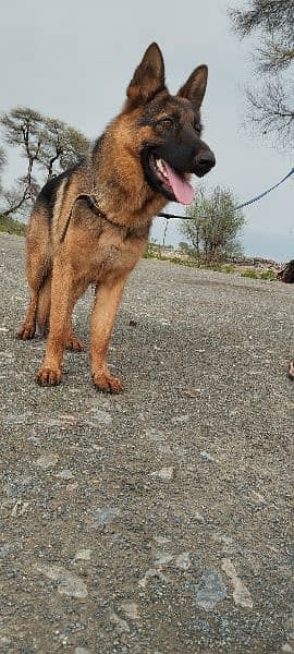 German shepherd stock coat female 2