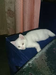 Persian white kitten for sale