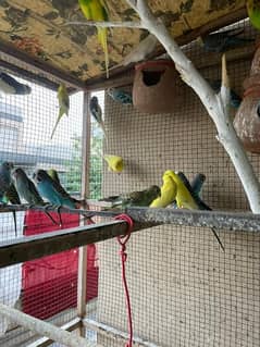 I am selling my Australian parrots  around 50 piece colony