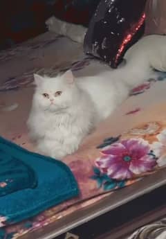 persian cat femlae for Sale