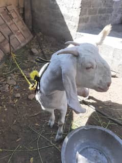 Gulabi bakri