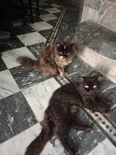 Persian cats