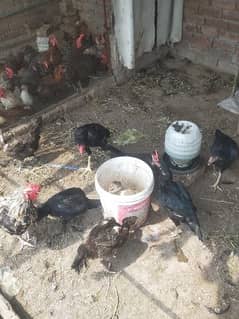 Desi hens for say 1300 per kg