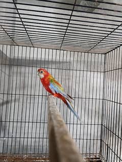 Red Rosella Breeder Female 0