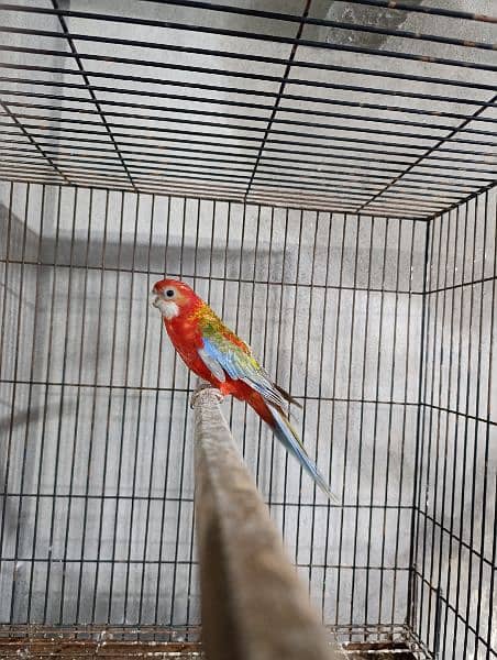 Red Rosella Breeder Female 0