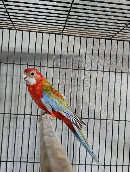 Red Rosella Breeder Female 1