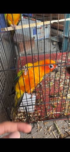 Sun Conure Sami Hand tame never Bite Pair with cage 0