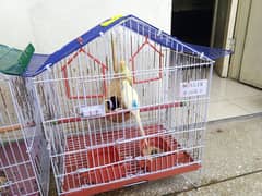 Pair of Love birds and Australian parrots for sale