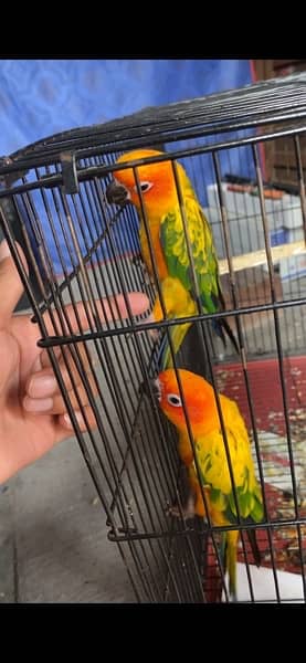 Sun Conure Sami Hand tame never Bite Pair with cage 1