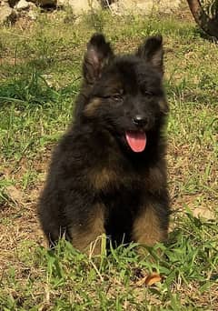 German shepherd long Cote female show quality for sale puppies