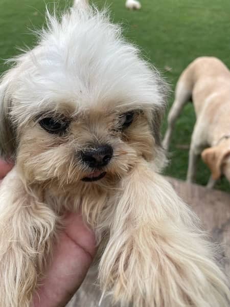 Shihtzu Puppies 0