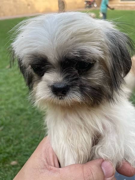 Shihtzu Puppies 2