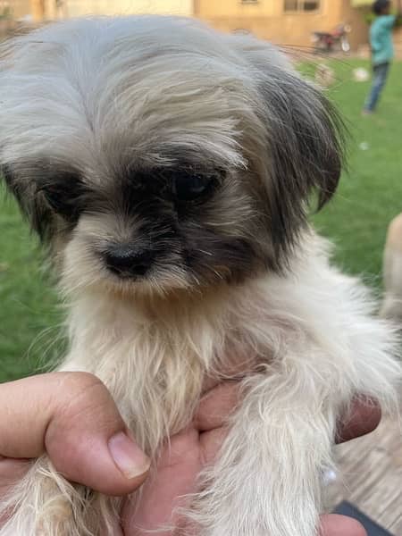 Shihtzu Puppies 3