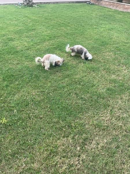 Shihtzu Puppies 5