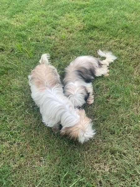 Shihtzu Puppies 6