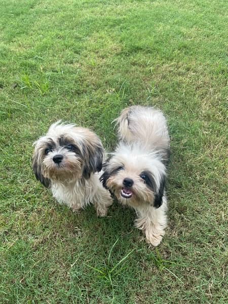 Shihtzu Puppies 7