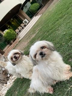 Shihtzu