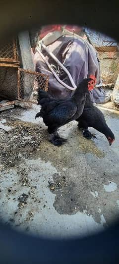 black bantam zero size . . eurpean sarahma 0