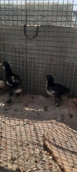 black bantam zero size . . eurpean sarahma 6