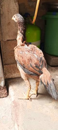 aseel hen available age:7 month. rabta number: 03281332757