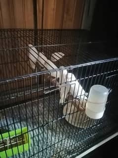 New cage for love bird