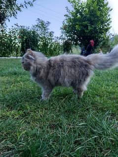 Persian cat for sale