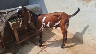 Beautiful Goats available