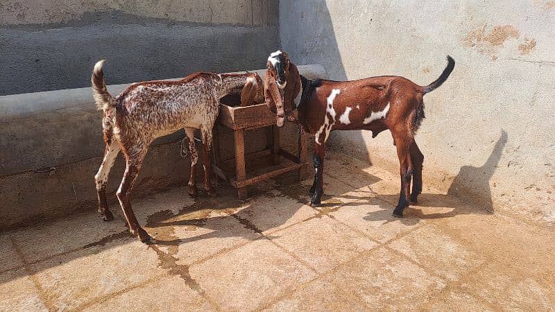 Beautiful Goats available 1