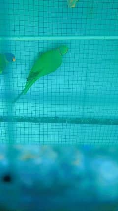 *Tittle*
ring neck parrots | Green Parrot | ring neck