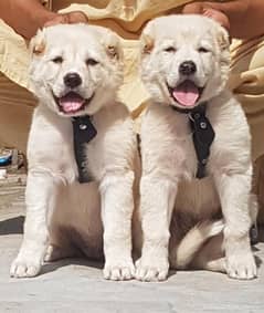 Alabai Dog | king alabai puppy pair | King White Alabai puppies