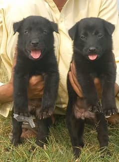 German shepherd puppies for sale / puppy / GSD pup / german shepherd