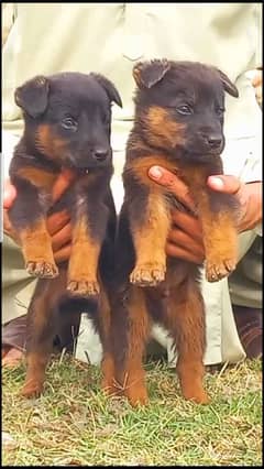 German shepherd puppies for sale / puppy / GSD pup / german shepherd