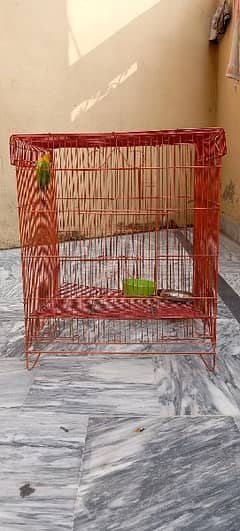 Assalam o Alaikum I Wanna Sale This Parrot With New Cage. .