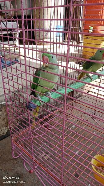 Parrot 2