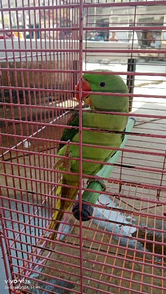 Parrot 3