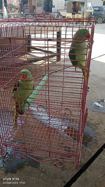 Parrot 5