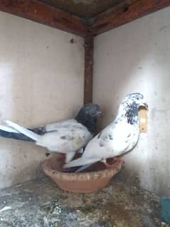 High flyers Pigeon for sale pair hai